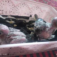فروش جوجه ۲۰ روزه عروس هلندی