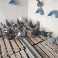 کفتر یا کبوتر 11پرنده 9نر 2ماده