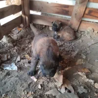 واگذری دوعدد توله مالنیوز نر با مادرشون|سگ|کوهسار (البرز), |دیوار