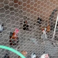 مرغ و خروس گلین ومحلی|حیوانات مزرعه|نکا, |دیوار