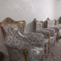 عروس هلنی|پرنده|ملایر, |دیوار