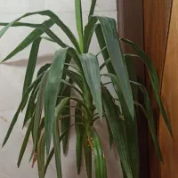 گل یوکا بزرگ و سرزنده همراه گلدان|گل و گیاه طبیعی|اصفهان, سرتاوه|دیوار