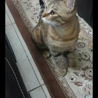 گربه|گربه|شیراز, میانرود|دیوار