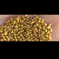 بذر یونجه برای فروش