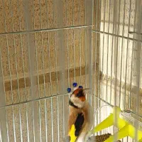 سهره شرور جوجه سال