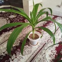 گل اشک ملکه نو وبسیار زیبا.|گل و گیاه طبیعی|ابریشم, |دیوار