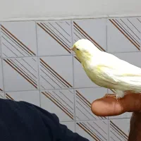 قناری نر|پرنده|اهواز, گلستان|دیوار
