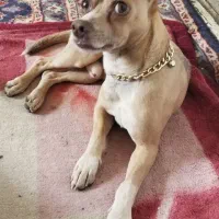 واگذاری پیتبول چند مدل سگ نگهبان