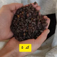 پخش کشمش|خوردنی و آشامیدنی|تبریز, |دیوار