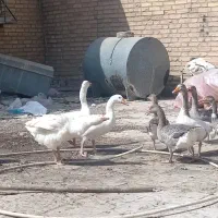 غاز و اردک|حیوانات مزرعه|اهواز, امانیه|دیوار