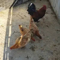 مرغ محلی اصیل تخم گذار