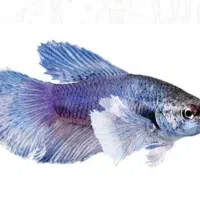 ماهی گیاه خوار|ماهی|یزد, |دیوار