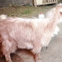 بزغاله ماده چاق برای قربانی