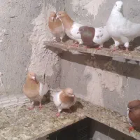 باشی ساری