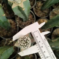 گل و گیاه، کاکتوس های کلکسیونی