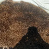 فروش بذر نخود کرمانشاه(بهاره)بوجاری و ضدعفونی شده