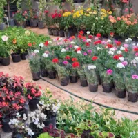 باغچه کاری باغبانی فروش و اجرا