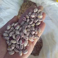 لوبیا چیتی سراب|عمدهفروشی|سراب, |دیوار