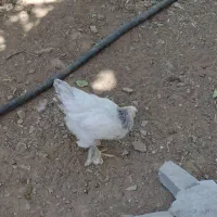 مرغ برهما اصل تخم گذار جوان