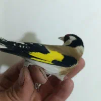 سهره نراشترینان|پرنده|بروجرد, |دیوار