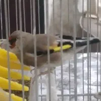 سهره نر دورگ کرمونی  ۱ ساله جوجه قفس