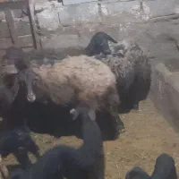 ماهنشان جاده گنده