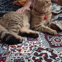 گربه|گربه|رفسنجان, |دیوار