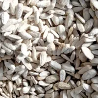 تخمه سفیدتازه امسالی تفت داده.کیلو۱۶۰