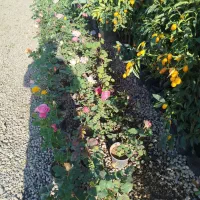 متخصص‌گل‌آپارتمانی‌وغیره