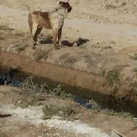 واگزاری نر قدرجونی هم قل|سگ|اصفهان, شهرستان|دیوار