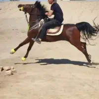 مادیون استوری کرد