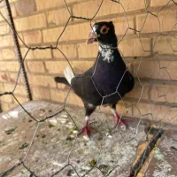 کفتر نر پلنگ تبعیدی