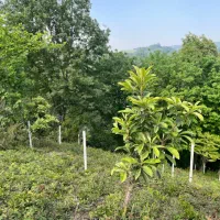۱۷۳متر زمین در ارتفاعات لاهیجان کوهپایه ای ویوابدی|فروش زمین و ملک کلنگی|لاهیجان, لیل|دیوار