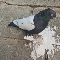 سینه سیاه|پرنده|خرمشهر, |دیوار