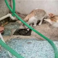 حمیدیه|گربه|حمیدیه, |دیوار