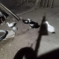 اردک اسرائیلی