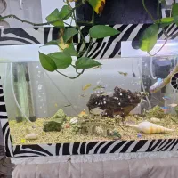 آکواریوم با لوازم و ماهی