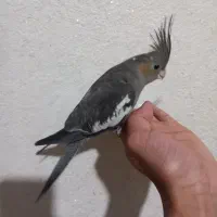 جوجه عروس|پرنده|بروجرد, |دیوار