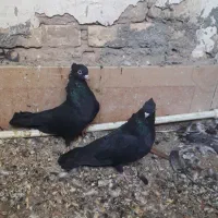 زاغ آبادانی|پرنده|اردکان, |دیوار