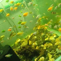 مقدار 200 عدد انواع ماهی آکواریومی کوی. کالر.تایگر|ماهی|شهرضا, |دیوار