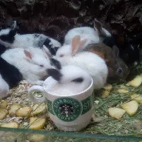 فروش انواع خرگوش مینیاتور ، لوپ ،جرسی واکسینه شده|موش و خرگوش|خرمآباد, |دیوار