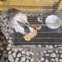 فروش خرگوش دستی