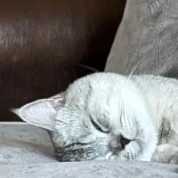 گربه بریتیش سیلور اصیل وارداتی برای جفتگیری|گربه|تهران, هروی|دیوار