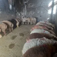 بره فروشی مغان