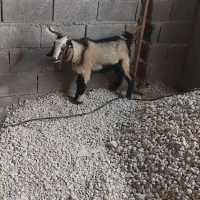 گمشده