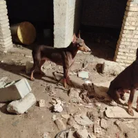 سگ دوبرمن|سگ|خرمشهر, |دیوار