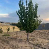 باغ کودیان آبپرده