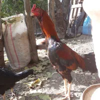 خروس لاری ۷.۵ ماهه نسل دار