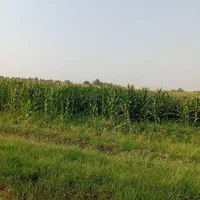 اجاره ۸/۵زمین کشاورزی پشت پمپ بنزین نساروند