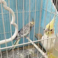 عروس هلندی|پرنده|مشهد, شهید بصیر|دیوار